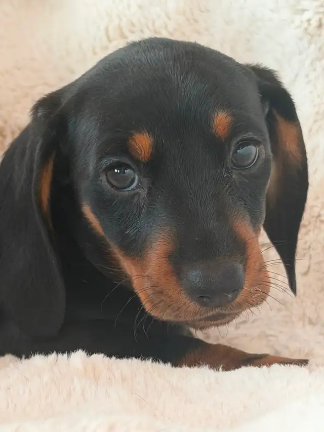 Dachshund Puppies in Dogs & Puppies for Rehoming in Vernon - Image 3