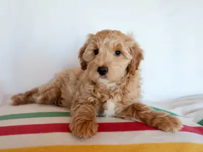 Visit our website for photos, details, and updates: www.MarchGoldAcres.ca Our puppies are family-rai...