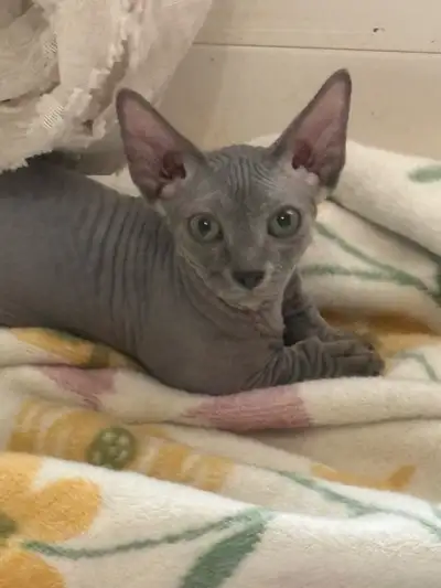 SPIYNXS IS SOLD AND LIGHTER bambino male ONLY ONE MALE BAMBINO LEFT All kittens are fully inoculated...