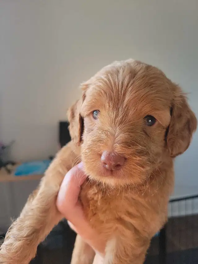 Reserve your mini Goldendoodle today! go home date end of July in Dogs & Puppies for Rehoming in Gatineau - Image 3