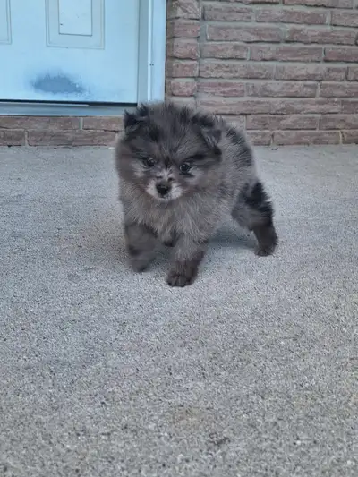 pomeranian puppies, View more
