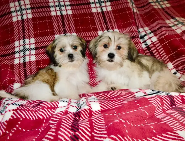 Chiots Malshi  (514-430-1821) in Dogs & Puppies for Rehoming in City of Montréal - Image 8