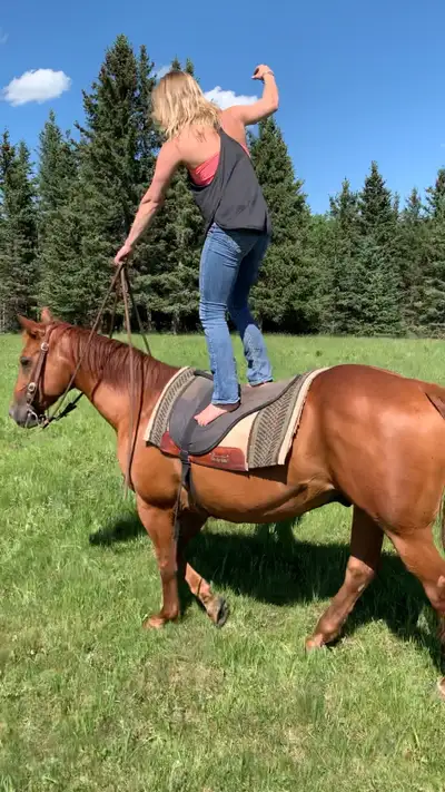 ISO : young horse project, View more