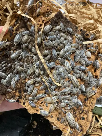 1000 isopods dairy cow cloportes livraison possible, View more