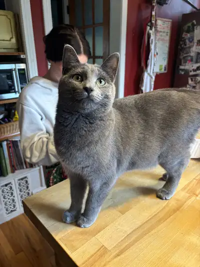 Russian blue cat in need of a home , View more