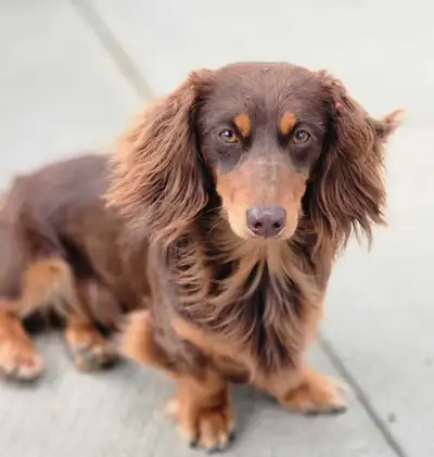 Dachshund Puppies and retired Female for sale, View more