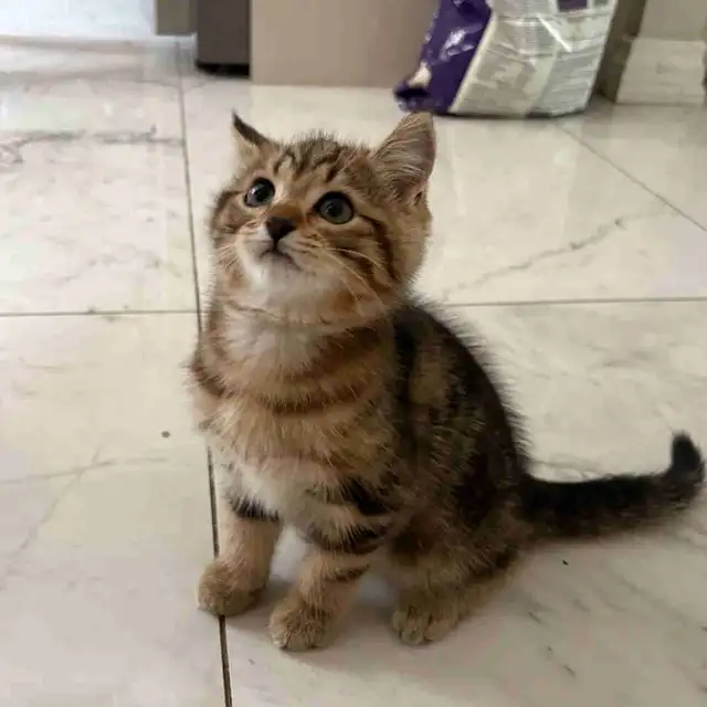 Kittens 9 weeks old  in Cats & Kittens for Rehoming in Oakville / Halton Region - Image 2