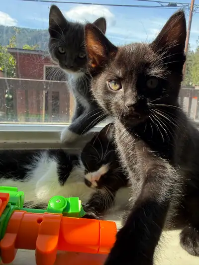 KITTENS!!, View more