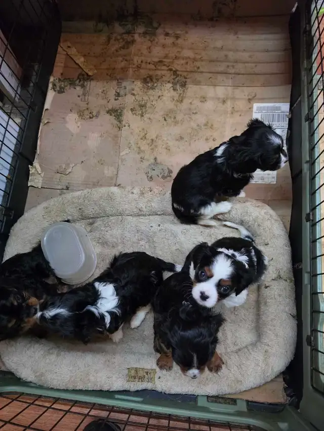 chio king Charles spaniel in Dogs & Puppies for Rehoming in Laurentides - Image 3