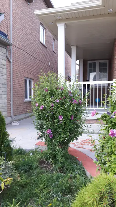 A 2bed/1.5 bath basement apartment is available for rent