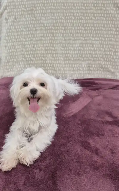Beautiful Maltese Male, View more