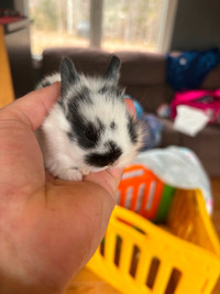 Baby lion head rabbits