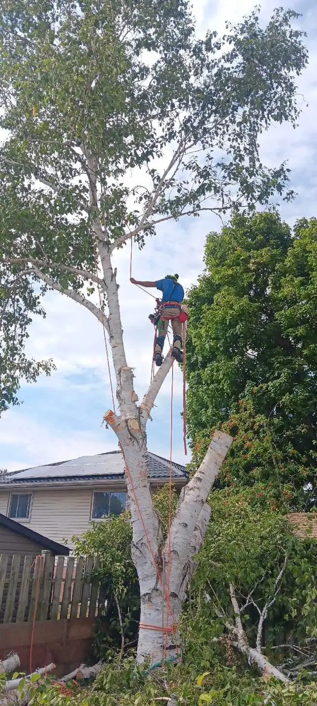 AshTree Service in Lawn, Tree Maintenance & Eavestrough in London - Image 5