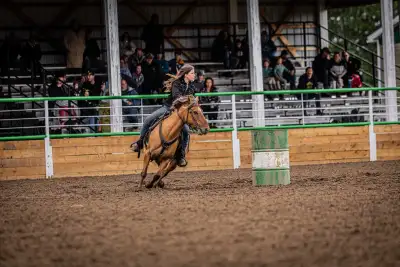 Well Broke Fjord Cross Mare, View more