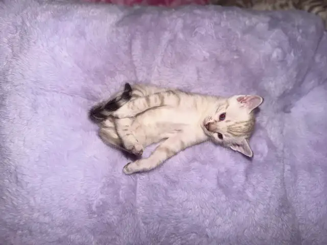 Gorgeous Snow Lynx Bengal Kittens Available in Cats & Kittens for Rehoming in City of Toronto - Image 9