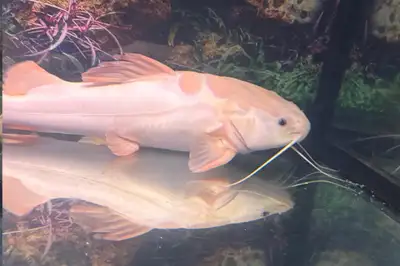 platinum Red tail catfish, View more