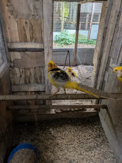 2 yellow golden pheasant males, View more