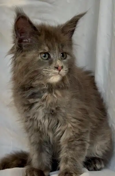 XXL European Maine Coon Kittens, View more