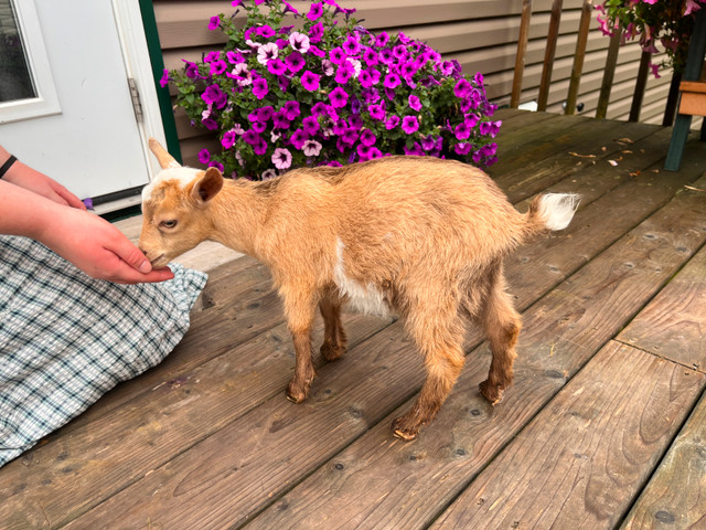Friendly Brown Buckling for sale in Livestock in New Glasgow - Image 2