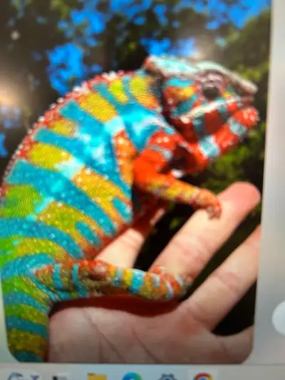 BEAUTIFUL MALE PANTHER CHAMELEONS, View more