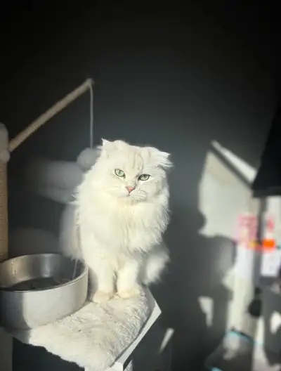 Voici Apache, un magnifique chaton Scottish Fold de 8 mois au tempérament doux et affectueux. Très g...