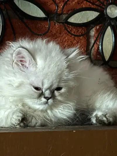 dollface grey point Persian kittens!, View more