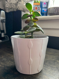 Jade Plant in a Modern White Planter