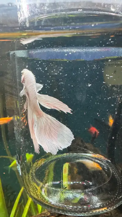 Looking for a show stopping betta for your tank? I have over 70 vibrant, healthy, and hand selected...
