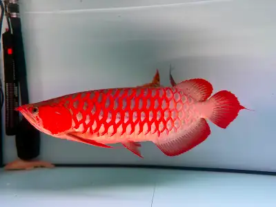 Super Red Arowana – Competition Grade Pin tail – 22”, View more