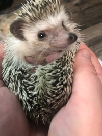 Janet the Hedgehog