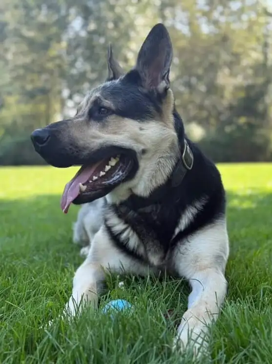 Similar to German Shepherd puppies in Dogs & Puppies for Rehoming in Oakville / Halton Region - Image 9