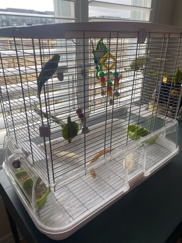 Budgies  in Birds for Rehoming in Ottawa