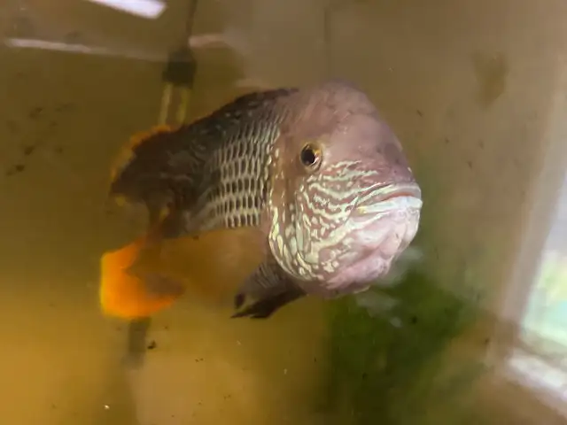 Unsexed Green Terror in Fish for Rehoming in Delta/Surrey/Langley - Image 9