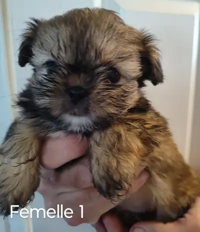 Shih Tzu pure race, View more