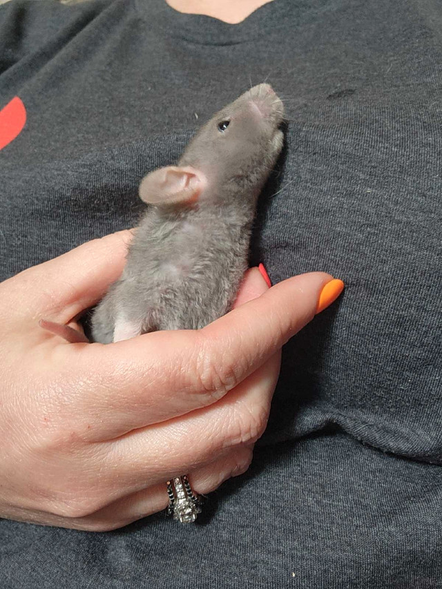 RATS! ***Pets Only*** in Small Animals for Rehoming in Oshawa / Durham Region