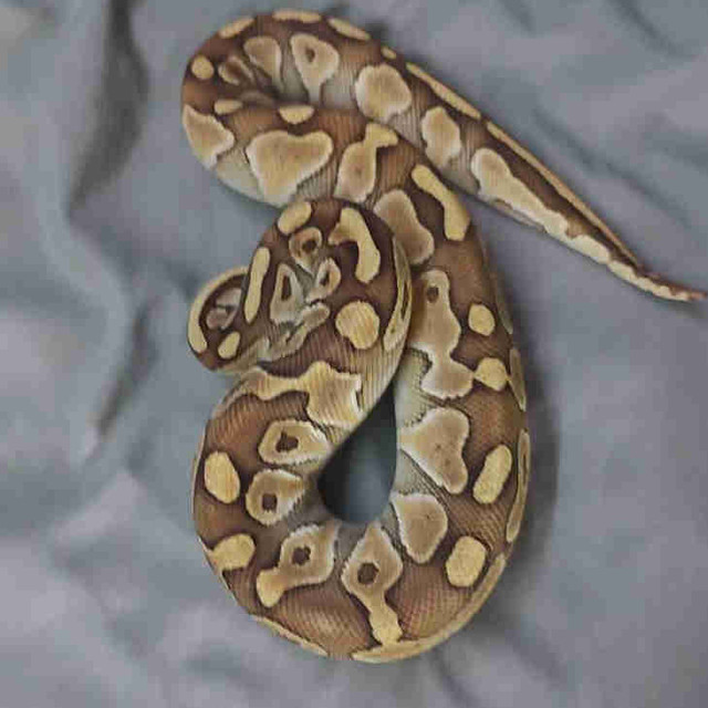 Ball python for sale in Reptiles & Amphibians for Rehoming in North Bay