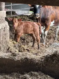 Calf cow pair