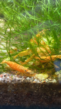 Neocaridina Shrimp, different colours