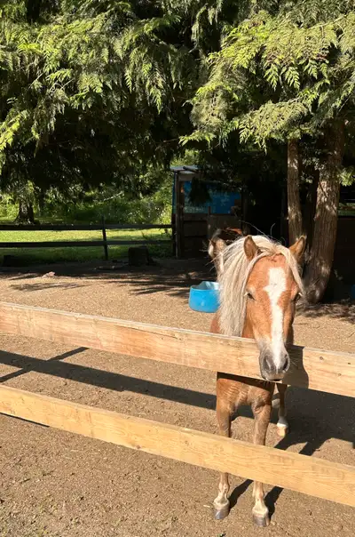 Great little pony ready to work, View more
