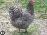 ISO older Chicks/Pullets or Hens 