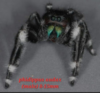 Jumping spider Phidippus audax  
