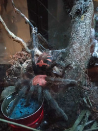 Female davus pentaloris tarantula 