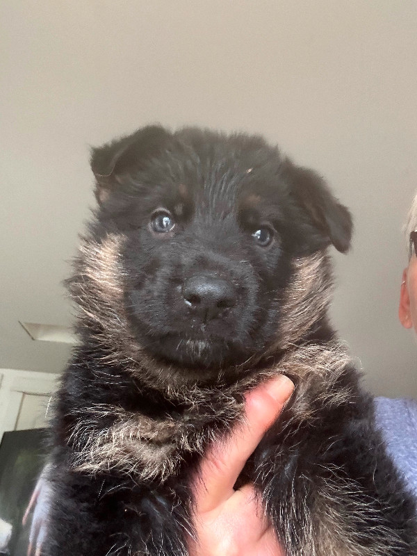 German shepherd in Dogs & Puppies for Rehoming in City of Halifax