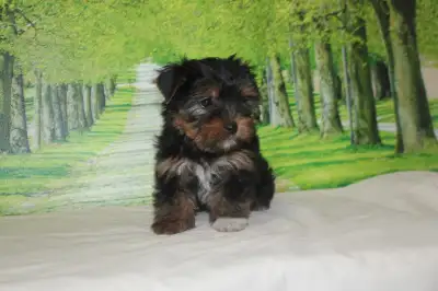 Yorkshire Terrier Pur Race. Tous nos chiots sont vacciner vermifuger garantie de santé. Ils ont un k...