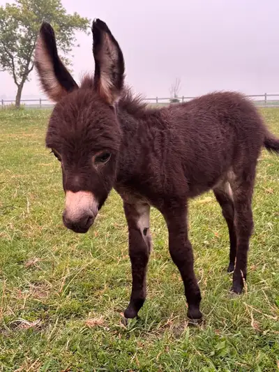 Mini donkey - jack, View more