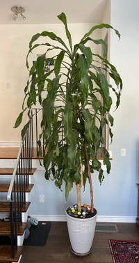 Large Green Indoor Corn Dracaena Plant