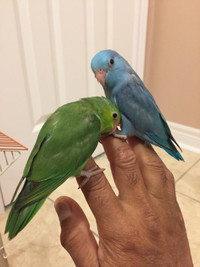 Baby parrotlets for sale