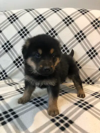 Adorable playful puppies looking for their new homes. Mom is a Golden retriever and our friendly fam...