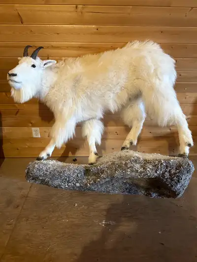 white mountain goat, View more