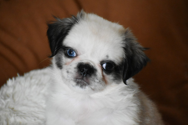 Pekingese X Pug Puppies in Dogs & Puppies for Rehoming in Belleville